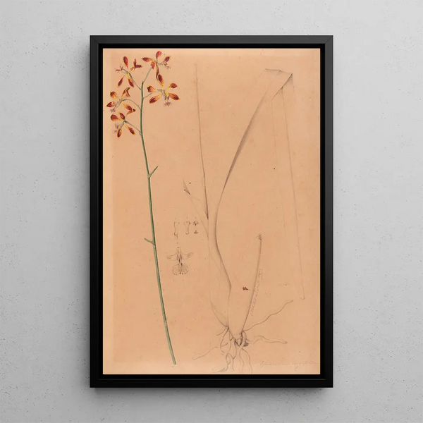 Joo Barbosa Rodrigues - Iconographie des orchidees du Bresil Pl12.webp