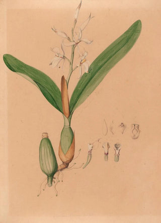 Joo Barbosa Rodrigues - Iconographie des orchidees du Bresil Pl15.webp