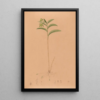 Joo Barbosa Rodrigues - Iconographie des orchidees du Bresil Pl17.webp