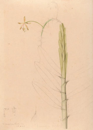 Joo Barbosa Rodrigues - Iconographie des orchidees du Bresil Pl22.webp