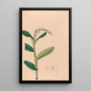 Joo Barbosa Rodrigues - Iconographie des orchidees du Bresil Pl23.webp