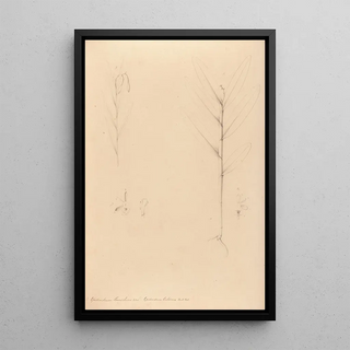 Joo Barbosa Rodrigues - Iconographie des orchidees du Bresil Pl24.webp