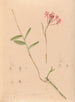 Iconographie des orchidées du Brésil Pl28 - João Barbosa Rodrigues — näkymä teoksesta