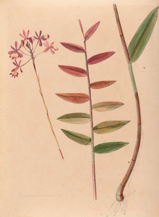 Joo Barbosa Rodrigues - Iconographie des orchidees du Bresil Pl30.webp