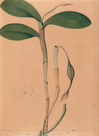 Joo Barbosa Rodrigues - Iconographie des orchidees du Bresil Pl31.webp