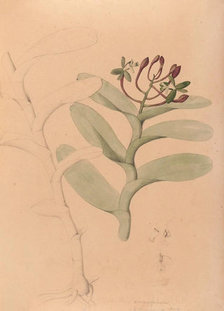 Joo Barbosa Rodrigues - Iconographie des orchidees du Bresil Pl32.webp