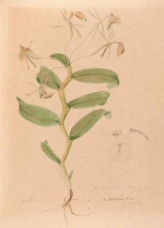 Joo Barbosa Rodrigues - Iconographie des orchidees du Bresil Pl33.webp