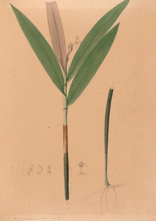 Joo Barbosa Rodrigues - Iconographie des orchidees du Bresil Pl37.webp