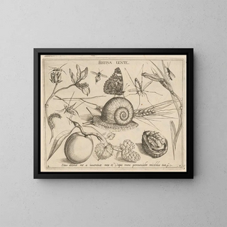 Joris Hoefnagel - Archetypa studiaque patris Georgii Hoefnagelii Pl05.webp