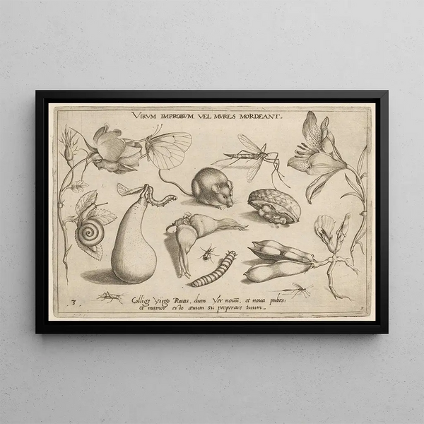 Joris Hoefnagel - Archetypa studiaque patris Georgii Hoefnagelii Pl06.webp
