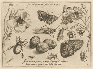 Joris Hoefnagel - Archetypa studiaque patris Georgii Hoefnagelii Pl16.webp