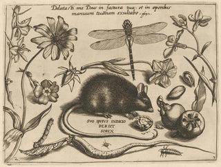 Joris Hoefnagel - Archetypa studiaque patris Georgii Hoefnagelii Pl30.webp