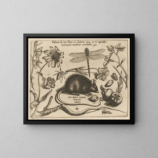 Joris Hoefnagel - Archetypa studiaque patris Georgii Hoefnagelii Pl30.webp