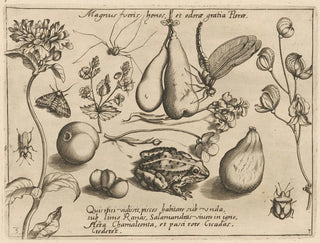 Joris Hoefnagel - Archetypa studiaque patris Georgii Hoefnagelii Pl31.webp