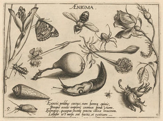 Joris Hoefnagel - Archetypa studiaque patris Georgii Hoefnagelii Pl46.webp