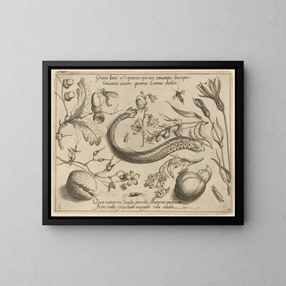 Joris Hoefnagel - Archetypa studiaque patris Georgii Hoefnagelii Pl49.webp