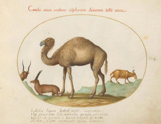 Ibex ja kameleidien vuohi - Joris Hoefnagel — näkymä teoksesta