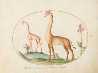 Joris Hoefnagel - Plate 02 Two Giraffes with an Attendant.webp