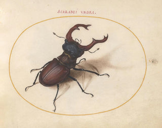 Joris Hoefnagel - Plate 05 Stag Beetle.webp