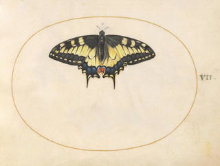 Planche 07 Papillon queue de swallowtail - Joris Hoefnagel — näkymä teoksesta