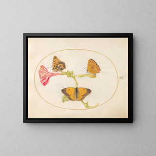 Joris Hoefnagel - Plate 10 Brown Hairstreak SilverWashed Fritillary and Clouded Yellow Butterflies on a FouroClock Flower.webp