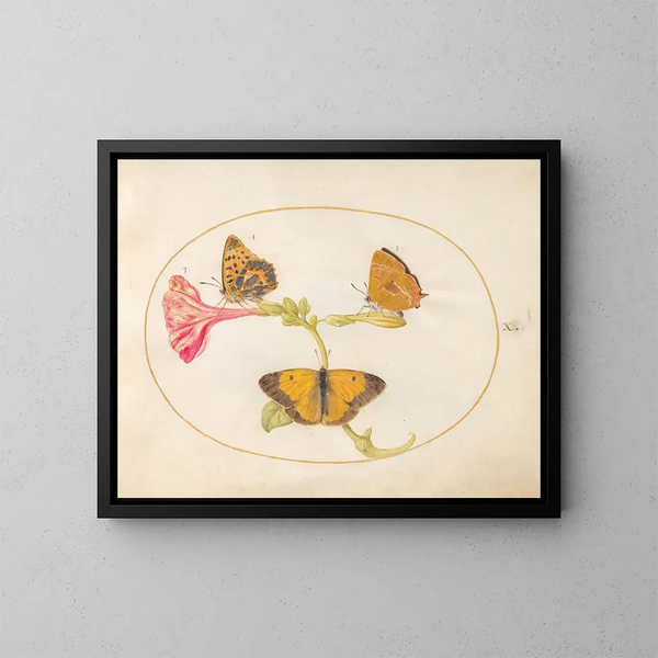 Plaque 10: Le brun des cheveux, le fritillaire argenté et le papillon jaune nuageux sur une fleur de quatre heures - Joris Hoefnagel — kehystetty taideteos seinällä