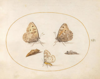 Joris Hoefnagel - Plate 15 Grayling Butterfly Magpie Moth and Two Chrysalides.webp