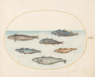 Joris Hoefnagel - Plate 15 Six Asellorum Fish Cod.webp