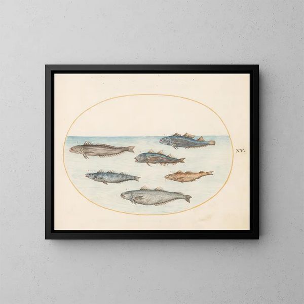 Planche 15 Six poissons asellorum cod - Joris Hoefnagel — kehystetty taideteos seinällä