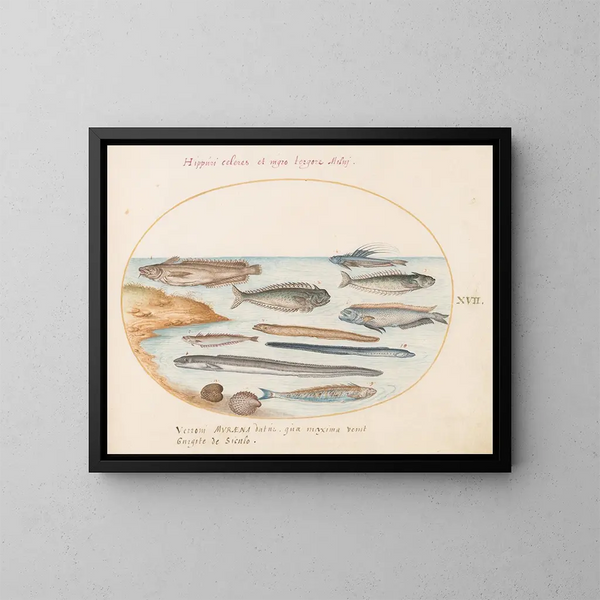 Planche 17: Un poisson cod, des anguilles et d'autres poissons - Joris Hoefnagel — kehystetty taideteos seinällä
