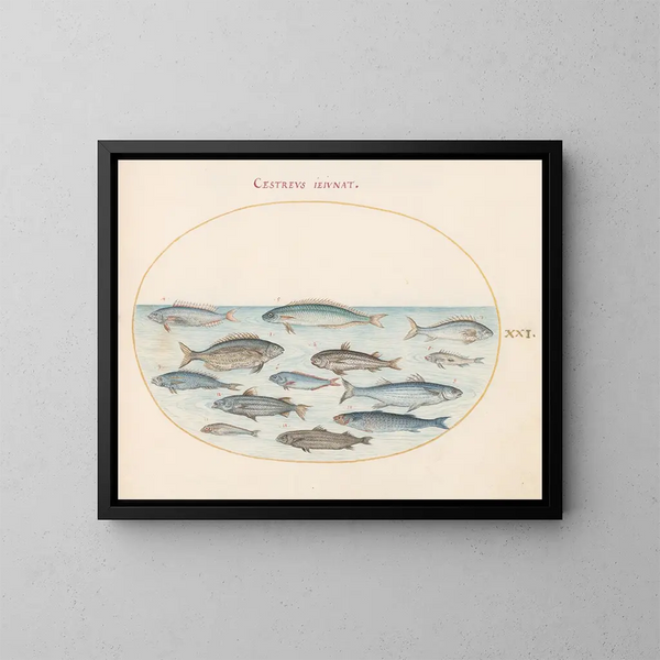 Planche 21: Morue et autres poissons - Joris Hoefnagel — kehystetty taideteos seinällä