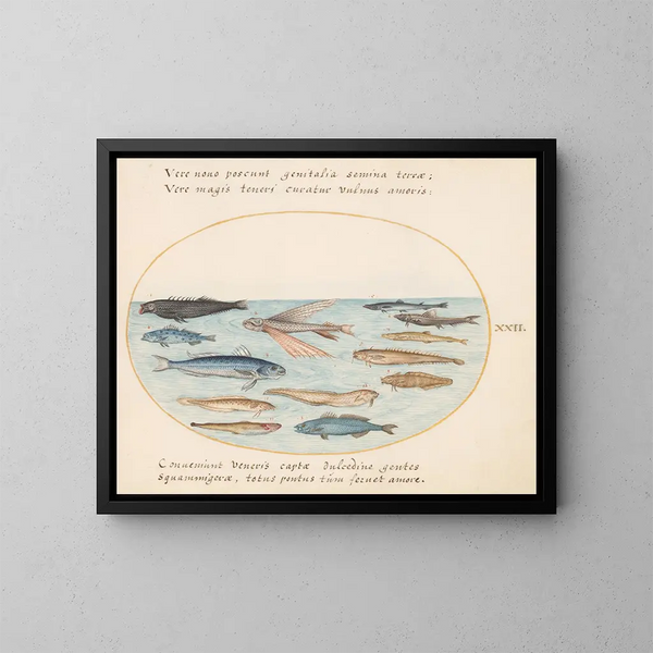 Planche 22: Poisson volant, anguilles et autres poissons - Joris Hoefnagel — kehystetty taideteos seinällä