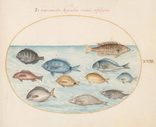 Planche 23: Dorade et autres poissons - Joris Hoefnagel — näkymä teoksesta