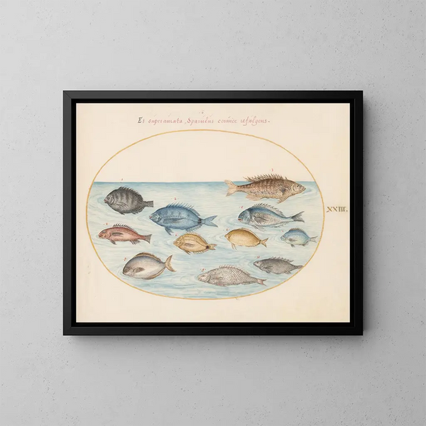 Planche 23: Dorade et autres poissons - Joris Hoefnagel — kehystetty taideteos seinällä