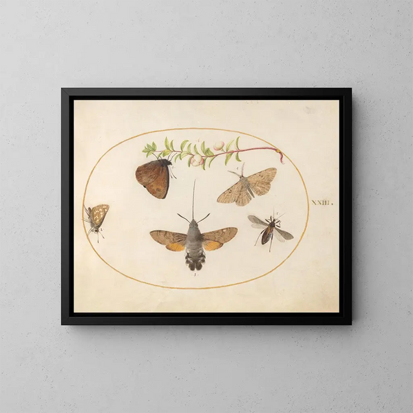 Plante 23: Papillon sphinx, papillons et autres insectes autour d'une branche de symphorine - Joris Hoefnagel — kehystetty taideteos seinällä