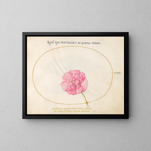 Kasvi 24 Rose rose - Joris Hoefnagel — kehystetty taideteos seinällä