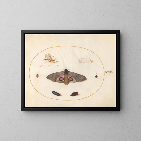 Platina maalaus 27 Un Sphinx à yeux, deux chrysalides et d'autres insectes - Joris Hoefnagel — kehystetty taideteos seinällä