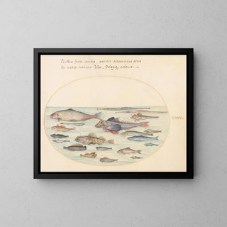 Joris Hoefnagel - Plate 27 Blennies Scorpion Fish and Other Fish.webp