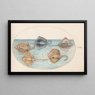 Joris Hoefnagel - Plate 29 Homelyn Ray and Four Other Rays or Skates.webp