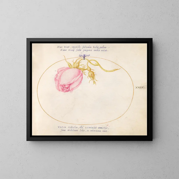 Platine 29 Rose rose et bouton de rose - Joris Hoefnagel — kehystetty taideteos seinällä
