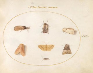 Platine 31 Sept papillons de nuit - Joris Hoefnagel — näkymä teoksesta