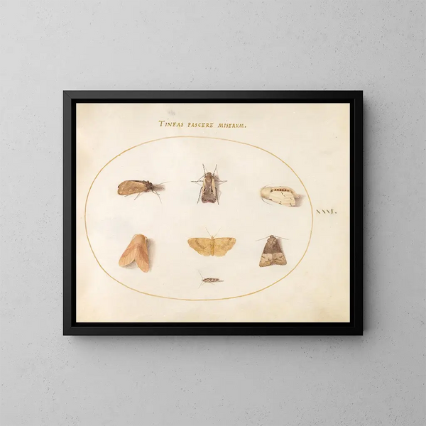 Platine 31 Sept papillons de nuit - Joris Hoefnagel — kehystetty taideteos seinällä