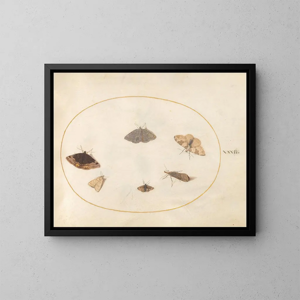 Platine 32 Six Papillons de Nuit - Joris Hoefnagel — kehystetty taideteos seinällä