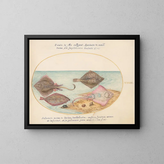 Joris Hoefnagel - Plate 32 Skates with an Egg Case and Two Flat Fish.webp