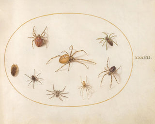 Joris Hoefnagel - Plate 37 Seven Spiders and an Insect.webp