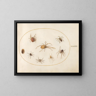 Joris Hoefnagel - Plate 37 Seven Spiders and an Insect.webp