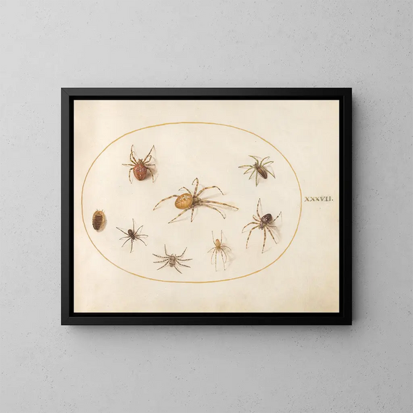Platine 37 Sept araignées et un insecte - Joris Hoefnagel — kehystetty taideteos seinällä