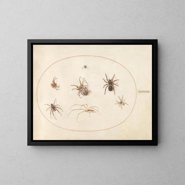 Platine 38 Sept araignées - Joris Hoefnagel — kehystetty taideteos seinällä
