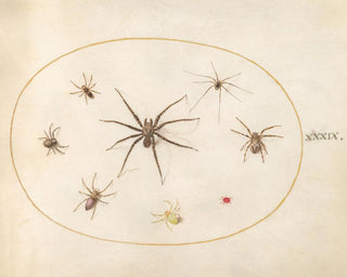 Platine 39 Huit araignées - Joris Hoefnagel — näkymä teoksesta