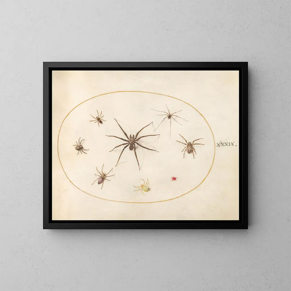 Platine 39 Huit araignées - Joris Hoefnagel — kehystetty taideteos seinällä